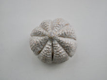 Load image into Gallery viewer, Ceramic Textured Milky Moon Pumpkin
